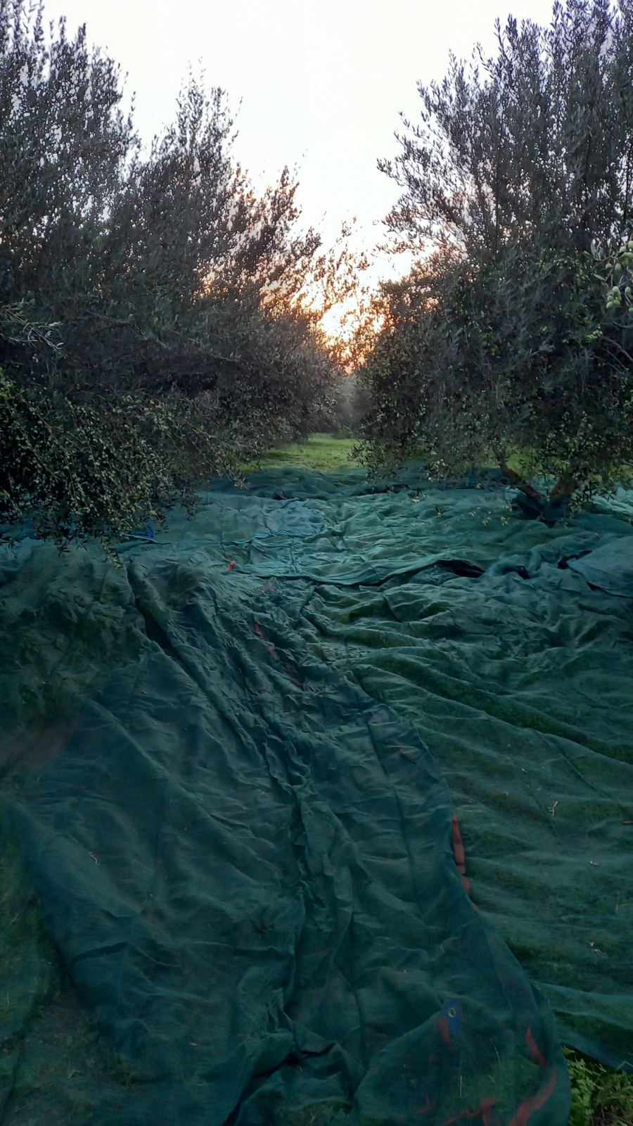 mazema olive oil tasting