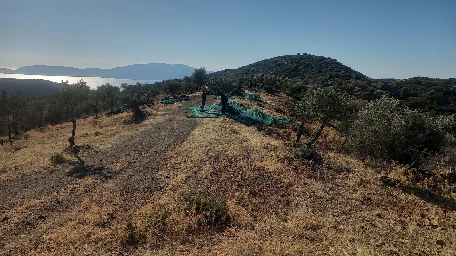 mazema olive oil tasting