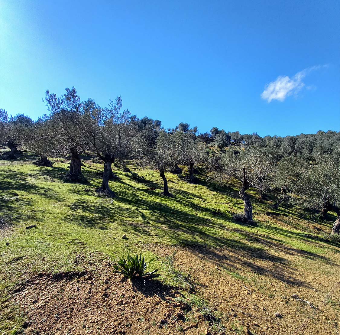 mazema olive oil tasting