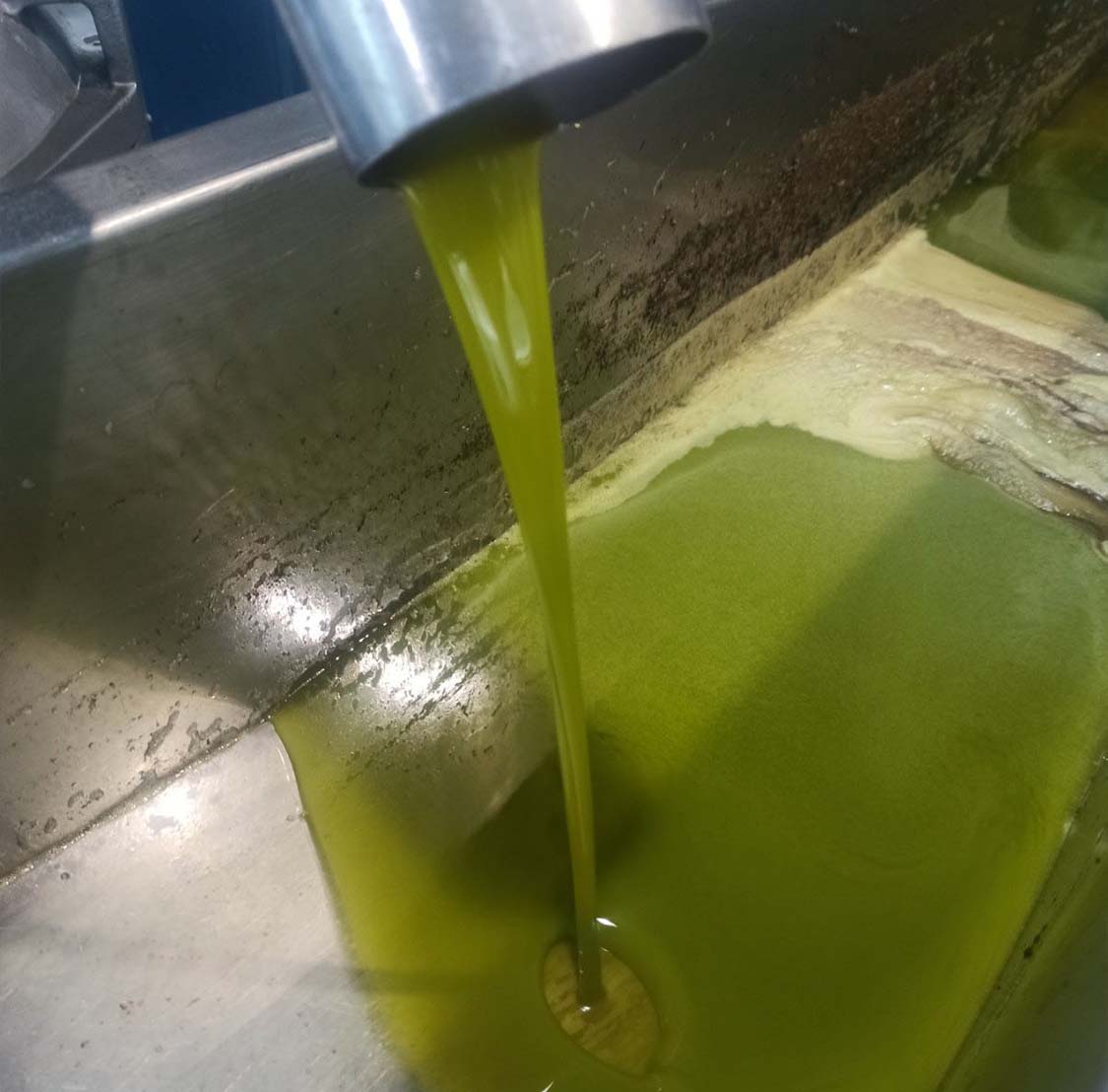 mazema olive oil tasting